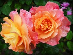Rosa Preservada, Regalo de San Valentín, Rosa Eterna, Floristería Online, Rosas Naturales, Floristerías en Gandia, Floristería Gandiflor