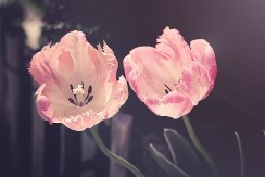 Centro Lágrima tonos Blancos, Enviar Flores Blancas al Tanatorio, Flores para Difuntos, Floristería en Gandia, Comprar Flores Online