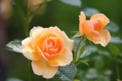 Ramo Flores Londres, Ramos de Flores, Flores Rojas, Ramo de Flores para Regalar Envío de Flores Urgentes Floristerías en Gandia