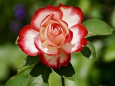 Ramo de 18 Rosas , Rosas Rojas para San Valentín, Rosas Rojas para el Día de la Madre, Ramo de Regalo, Floristería Online