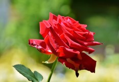 Corona Funeraria Primaveral, Flores para Tanatorio Urgentes, Entregar Flores al Tanatorio, Floristería en Gandia, Comprar Flores Online