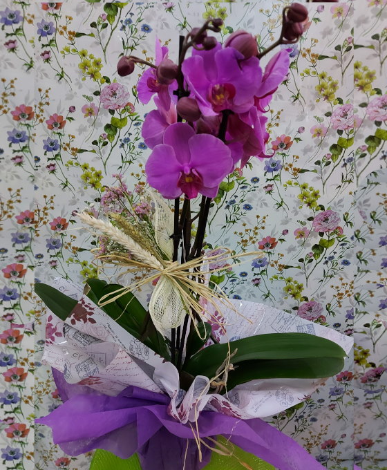 Planta Orquídea| Plantas de Decoración | Floristería Gandiflor